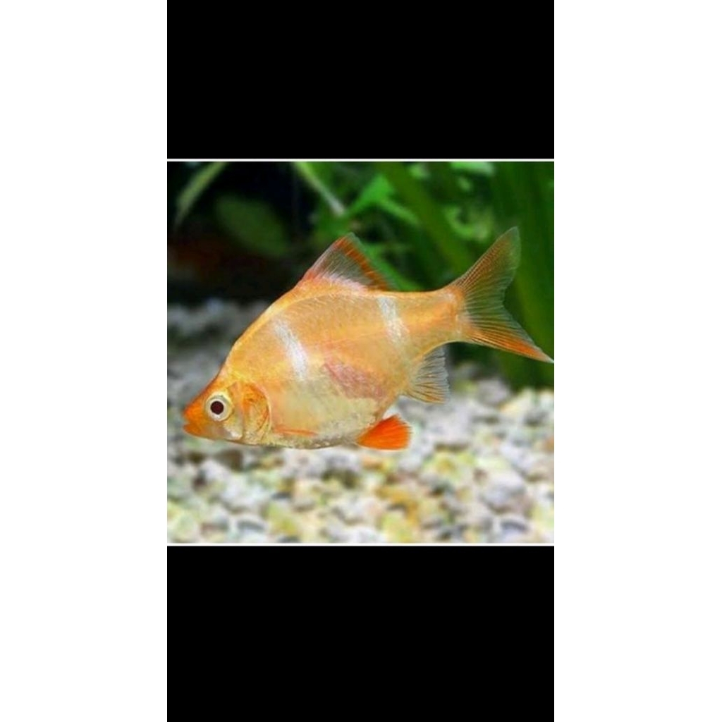 SUMATRA ALBINO HIASAN AKUARIUM AQUASCAPE