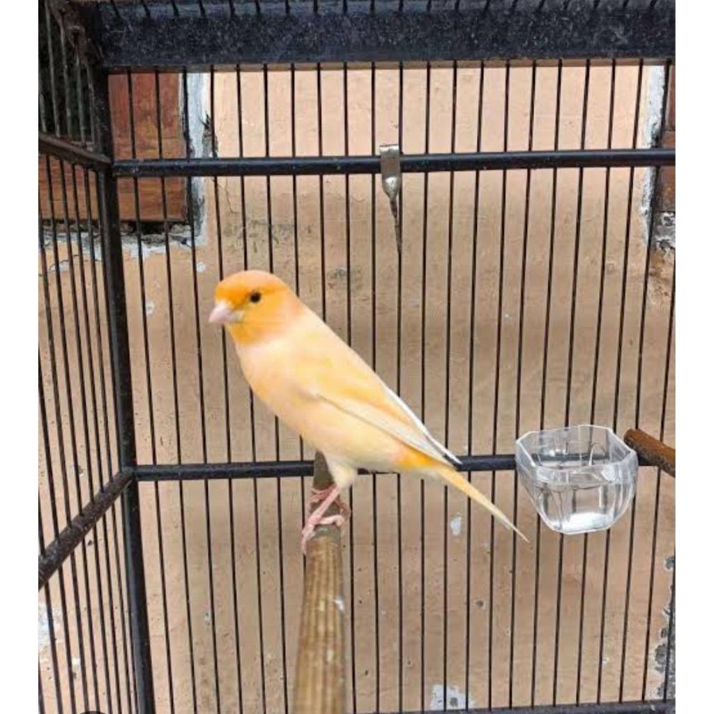 burung kenari bahan jantan cerah