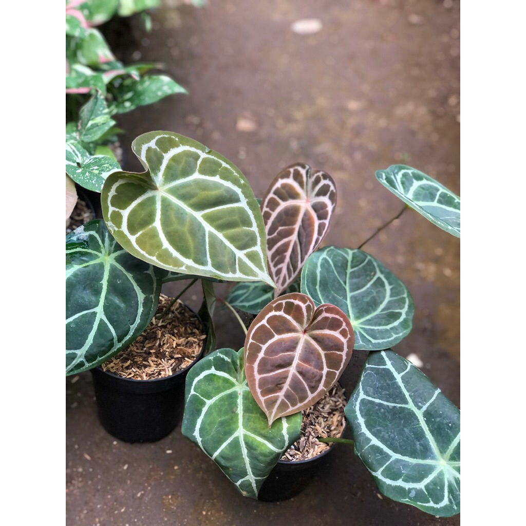 Tanaman Hias Antharium kuping Gajah Forgetti × Red crystallinum Minahasa