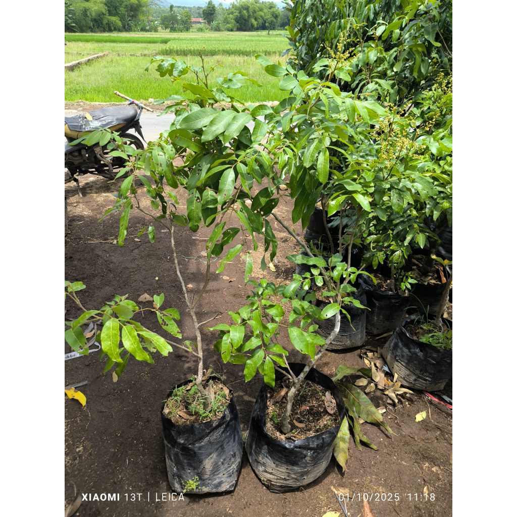 bibit kelengkeng diamond river berbunga rimbun