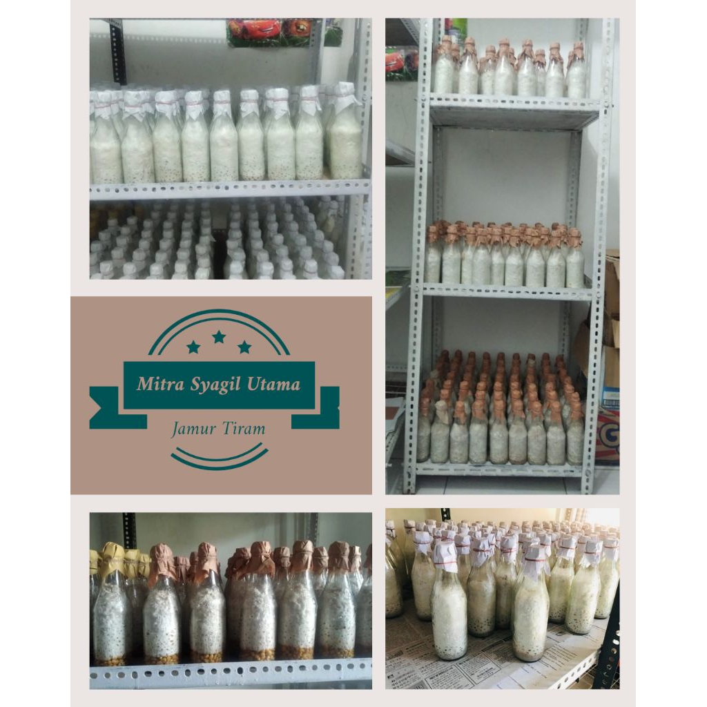 Bibit Jamur Tiram Cokelat & Putih | Media Jagung Murni 450gr | Cepat Tumbuh & Siap Tanam