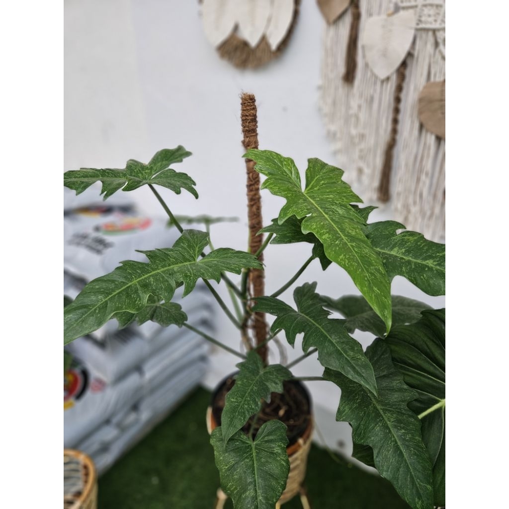 Philodendron Lime Fiddle / Philo Golden Dragon