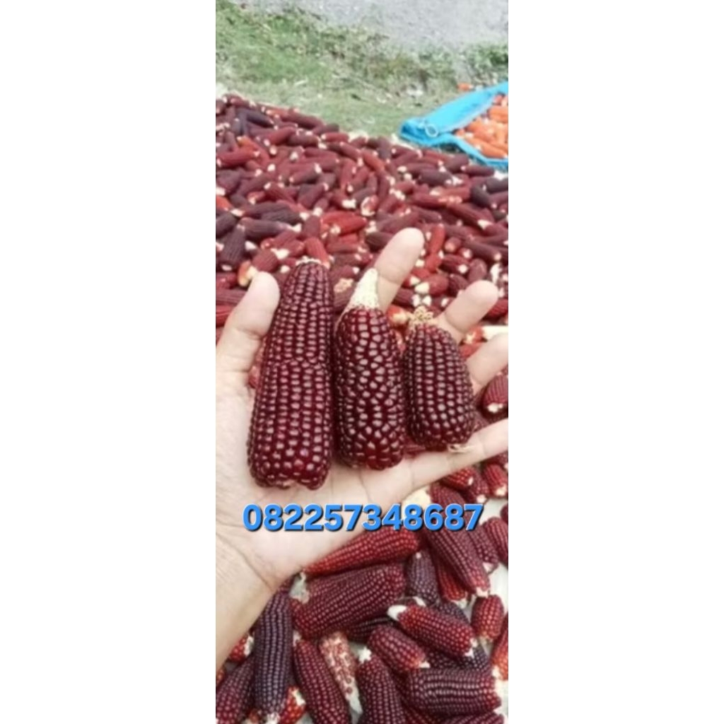 JAGUNG MANGGIS KERING 1KG PAKAN MERPATI super PREMIUM
