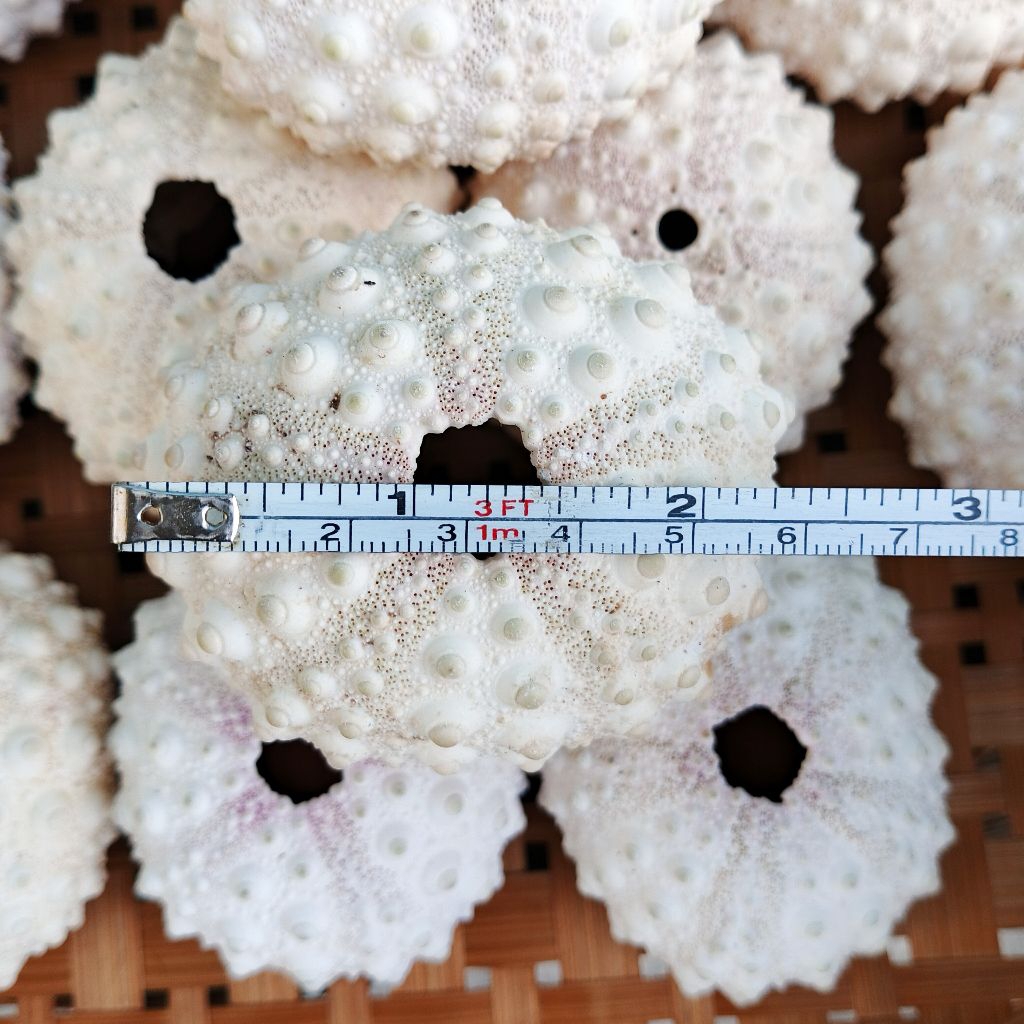 Cangkang bulu babi ecer - cangkang landak laut - bahan kerajinan