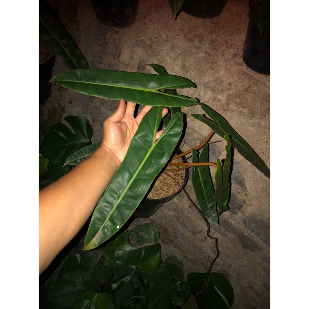 Tanaman Hias Philodendron Billietiae Variegata Murtad / Philodendron Kabel busi Variegata muntah
