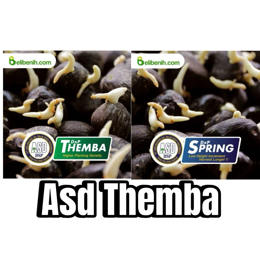 BENIH SAWIT UNGGUL ASD THEMBA SPRING