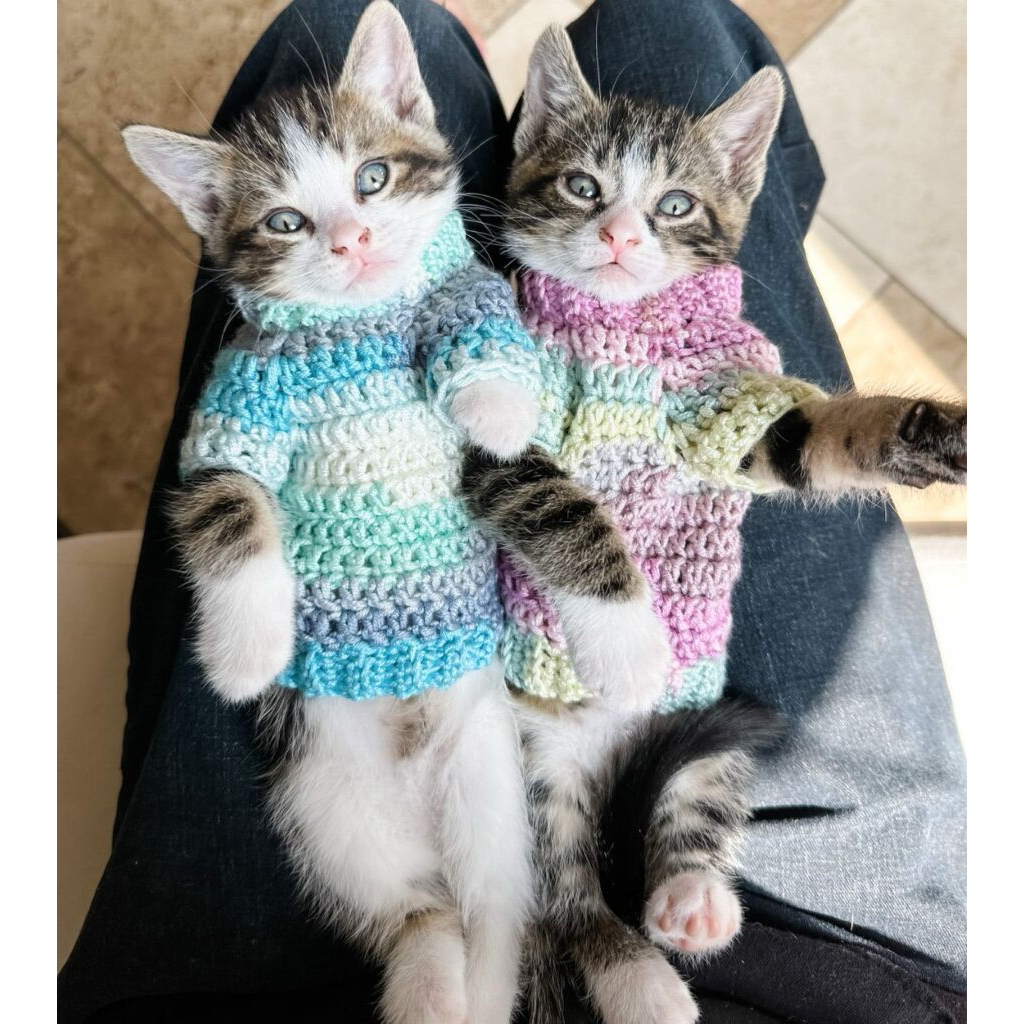 baju rajut anjing kucing jantan murah banyak varian baju hangat kucing