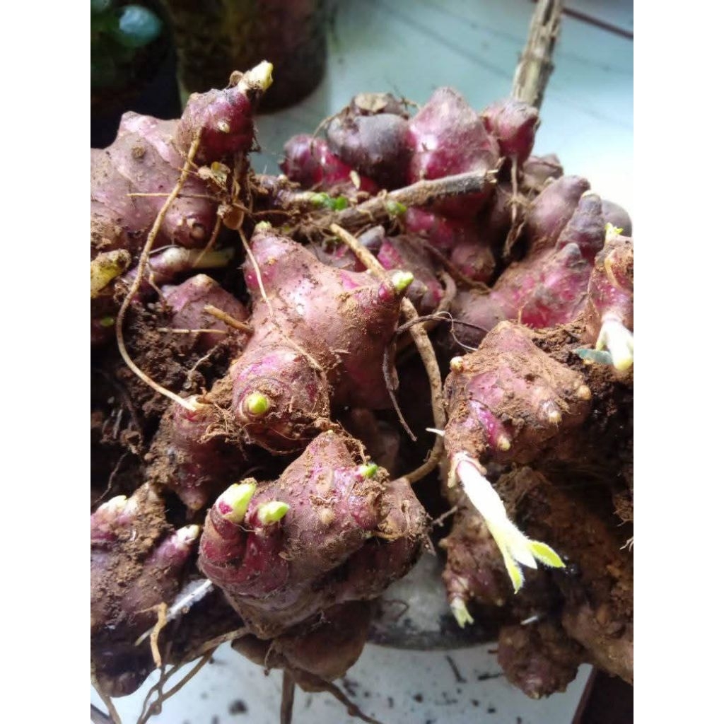 rimpang ubi yakon 1kg (bibit ubi yakon)