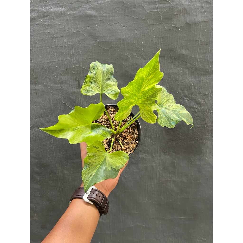 Thaumatophyllum Selloum Varigata / Nogo geni