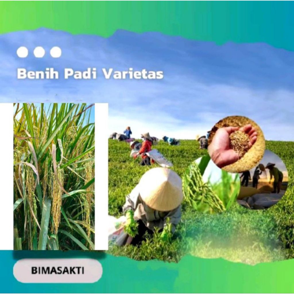 Benih Padi Unggul CIHERANG BIMA SAKTI (1kg) Berkualitas Super