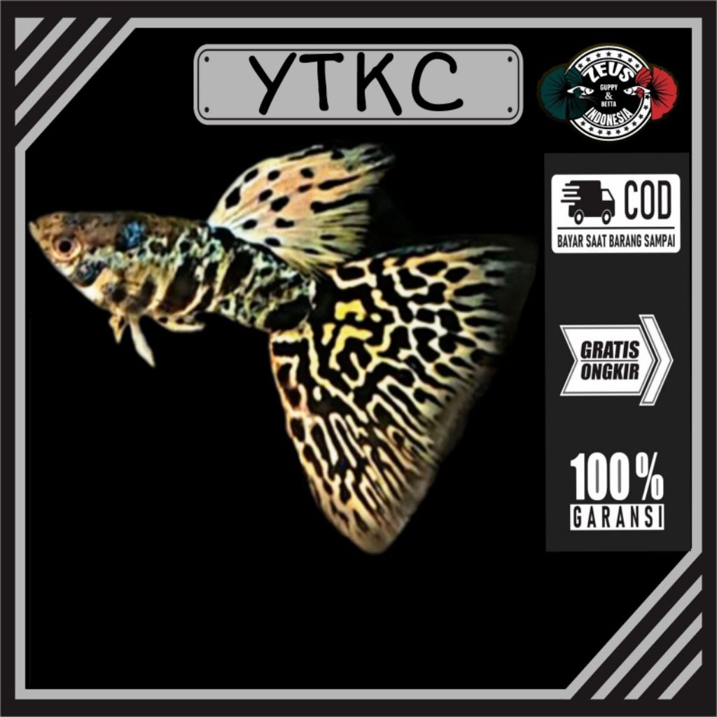 YTKC yellow tiger king cobra