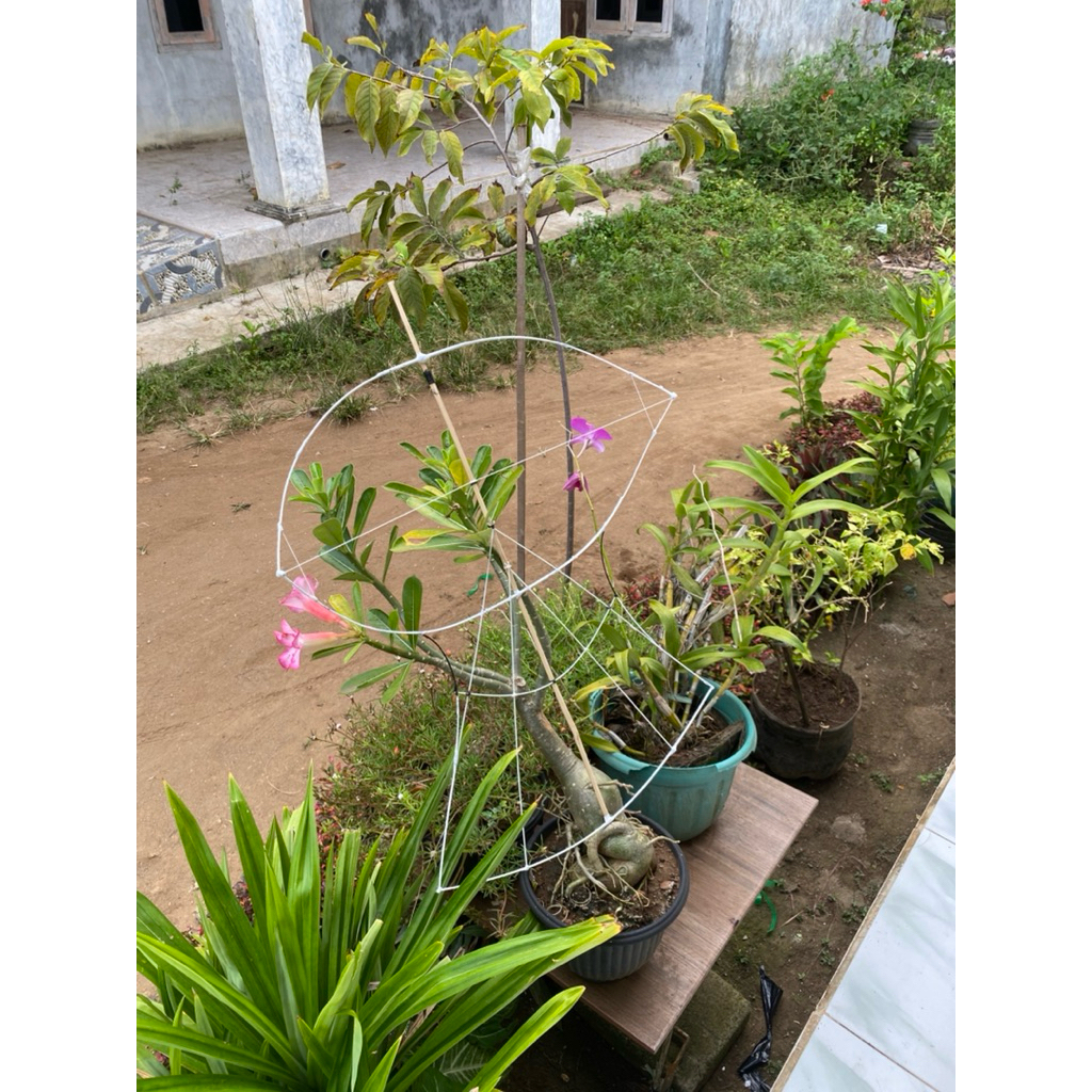 kerangka layangan kuir/janggan khas bali fullfiber batang tengah bambu