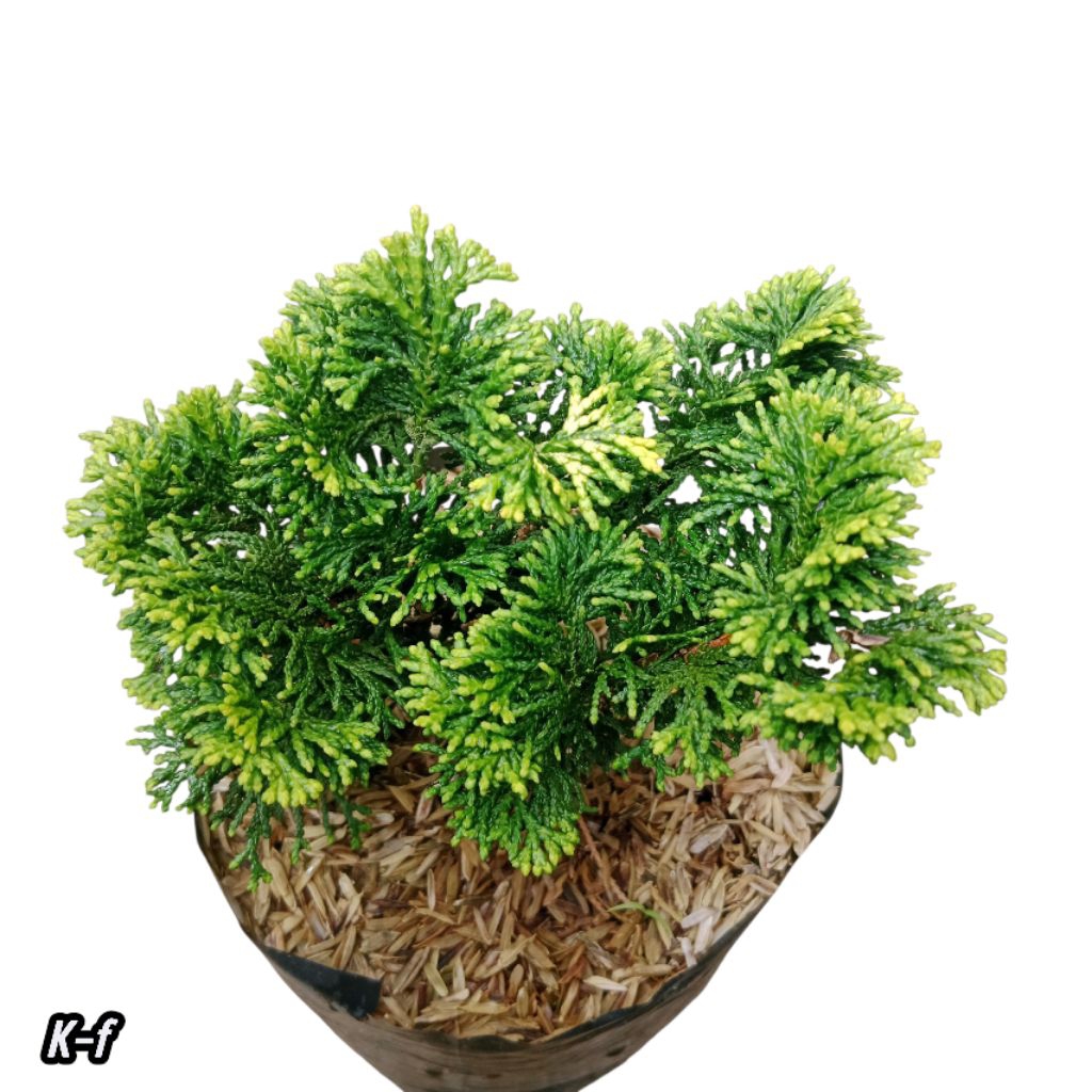 Tanaman autdor cemara hinoki/jepang