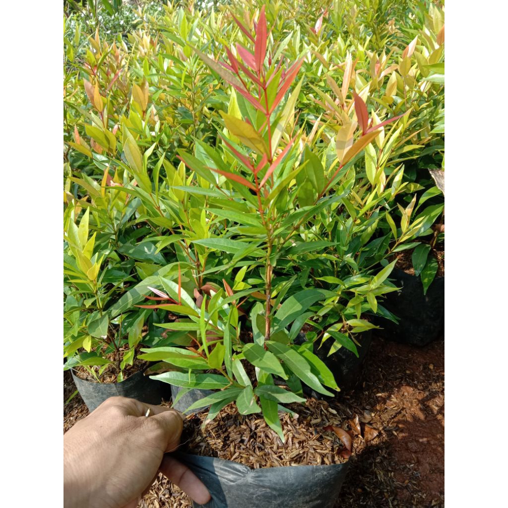 Tanaman Pucuk Merah - Pohon Pucuk Merah