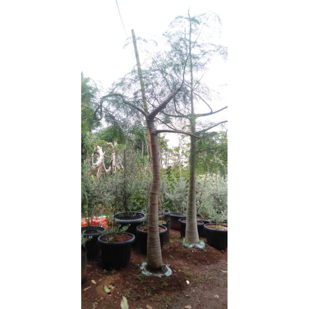 pohon moringga kelor afrika berkarakter