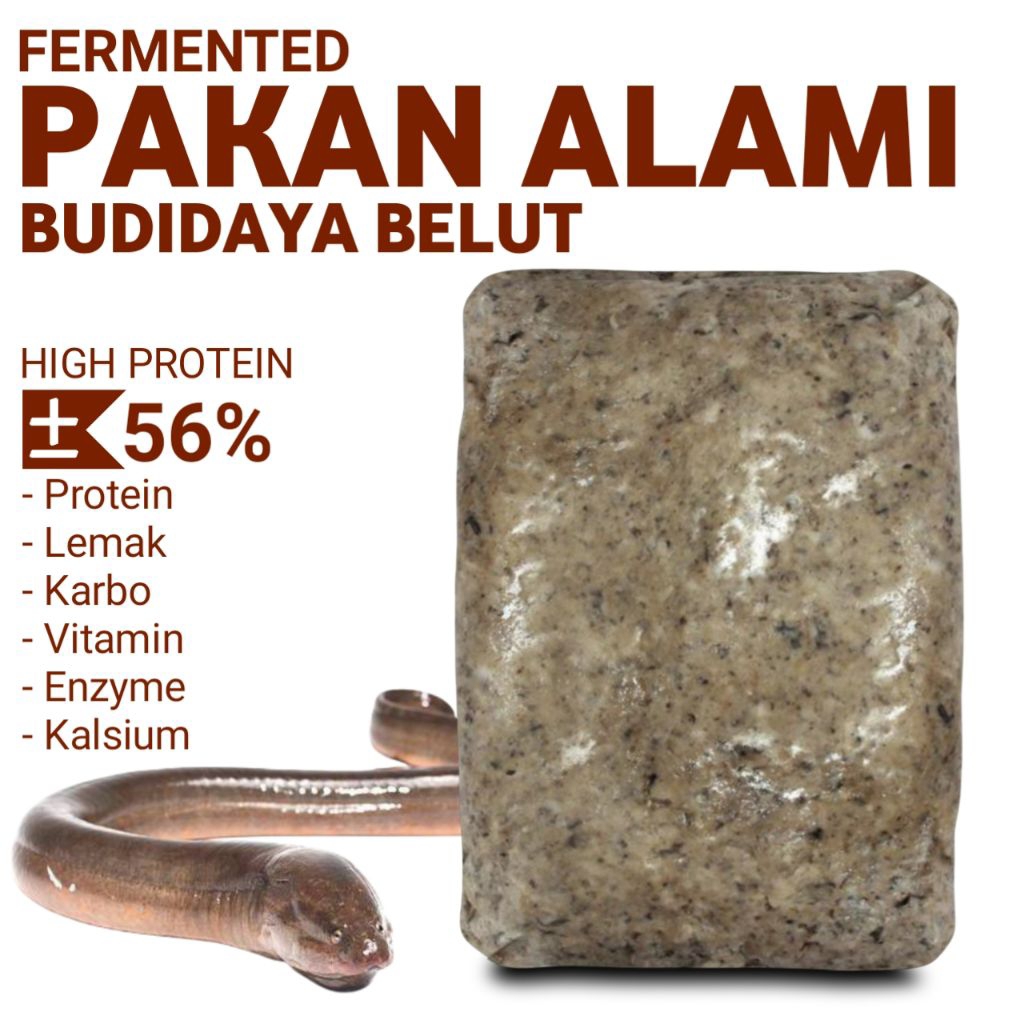 Pakan alami belut ternak cepat besar