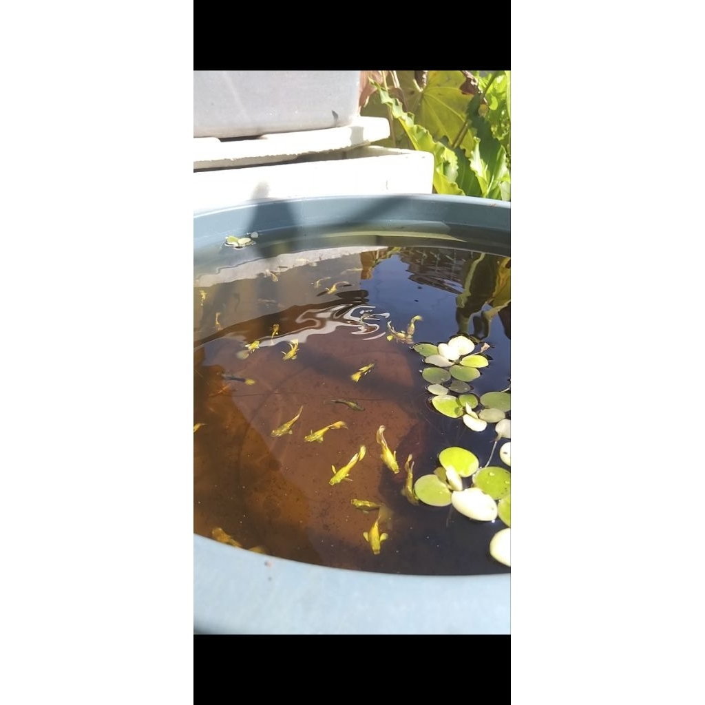 Tanaman Aquascape Full Gold Ribbon Juve