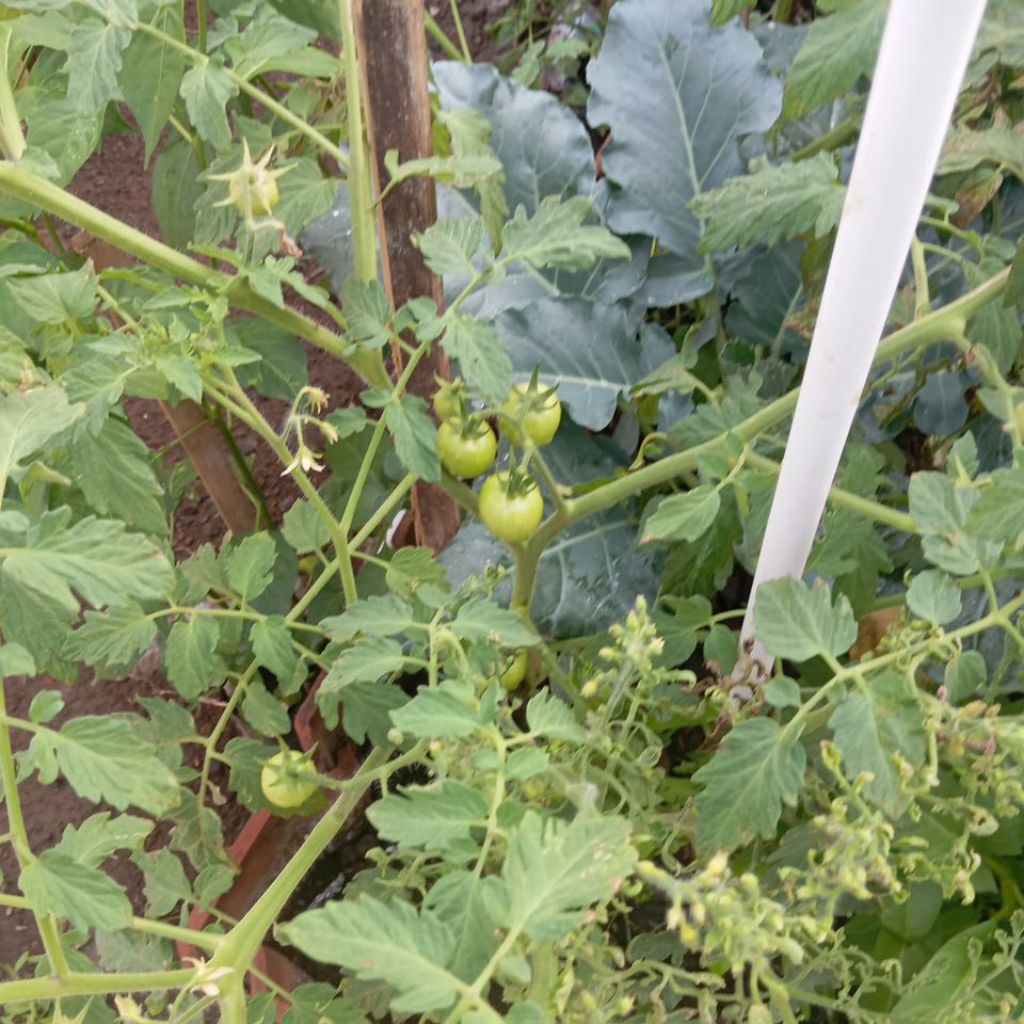 biji tomat kiler 12 13 14 15 grain isi 250 biji