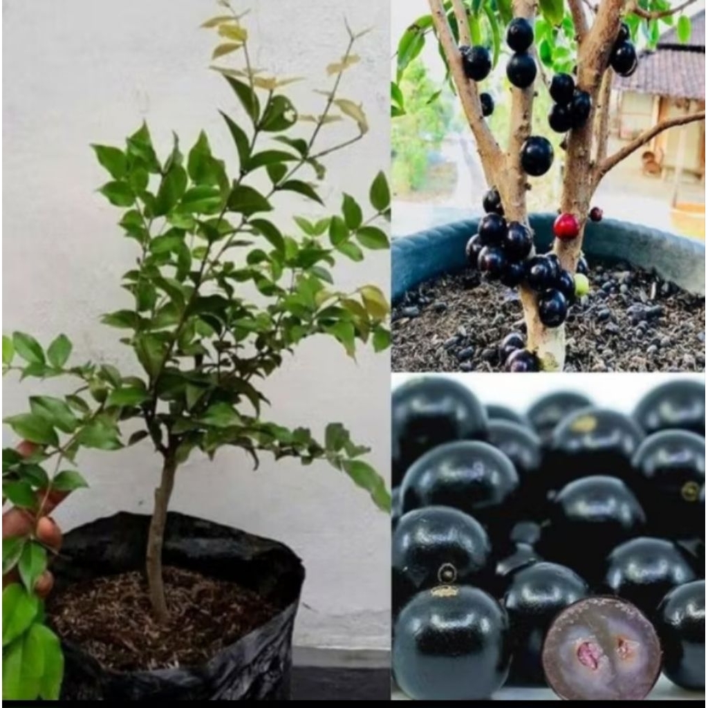 PROMO Tanaman Buah Anggur Brazil / Pohon Buah Anggur Brazil Siap Berbuah