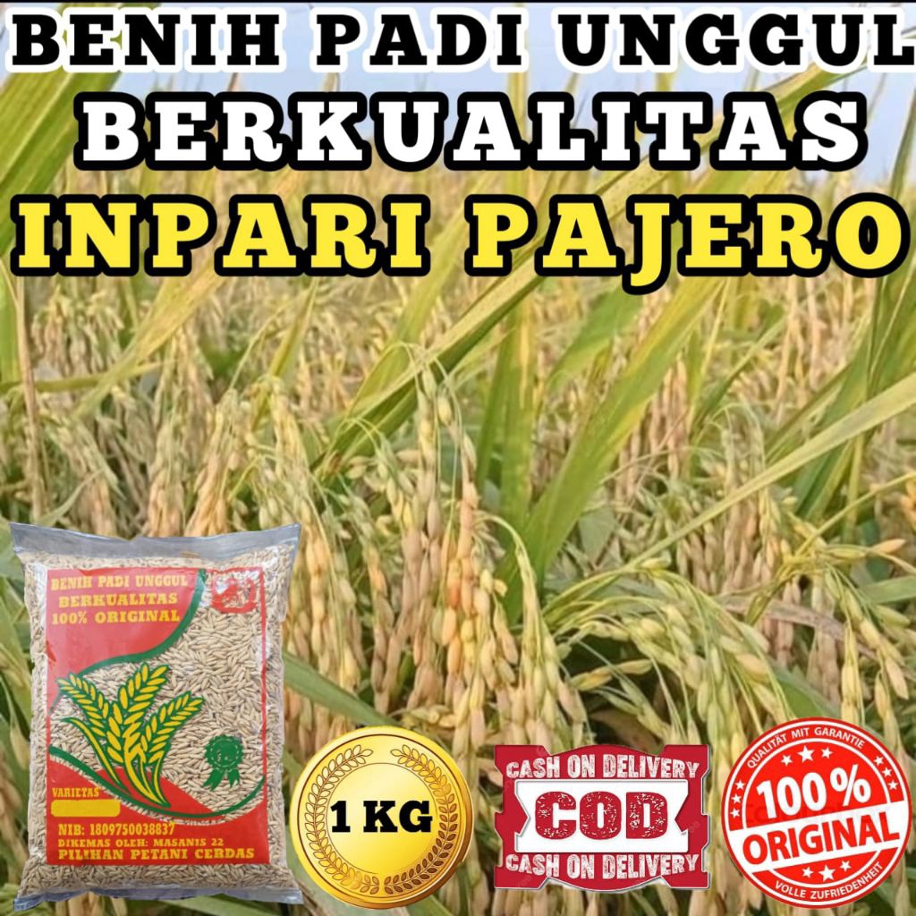BENIH PADI UNGGUL BERKUALITAS (INPARI PAJERO)