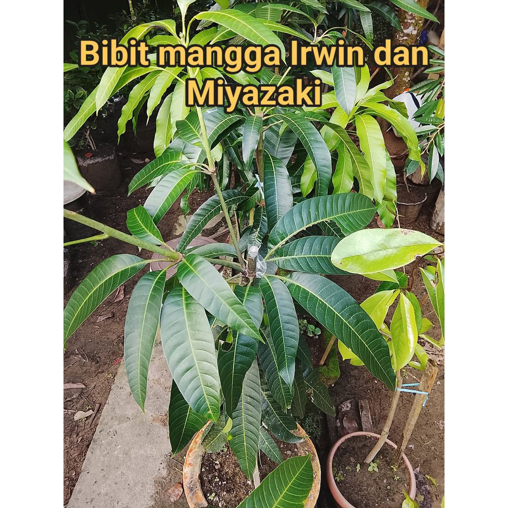 Bibit Mangga Kiojay, Mahatir, Irwin 1 Meter Up