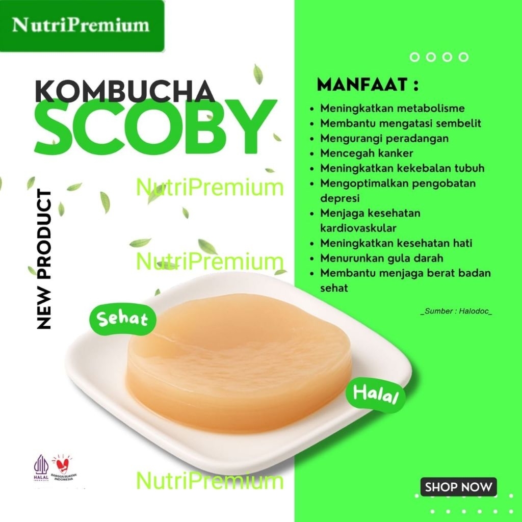 (Ada Kombucha Paket 1 Liter) Jamur Kombucha Premium / Scoby / Jamur Dipo / Jamur Premium/ Kombucha O
