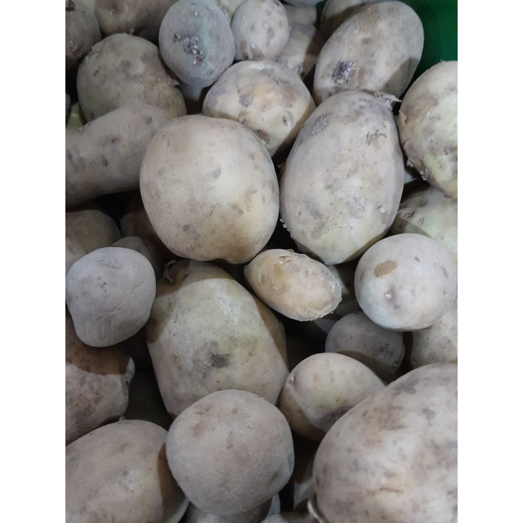 kentang mentah murah meriah 1 kg