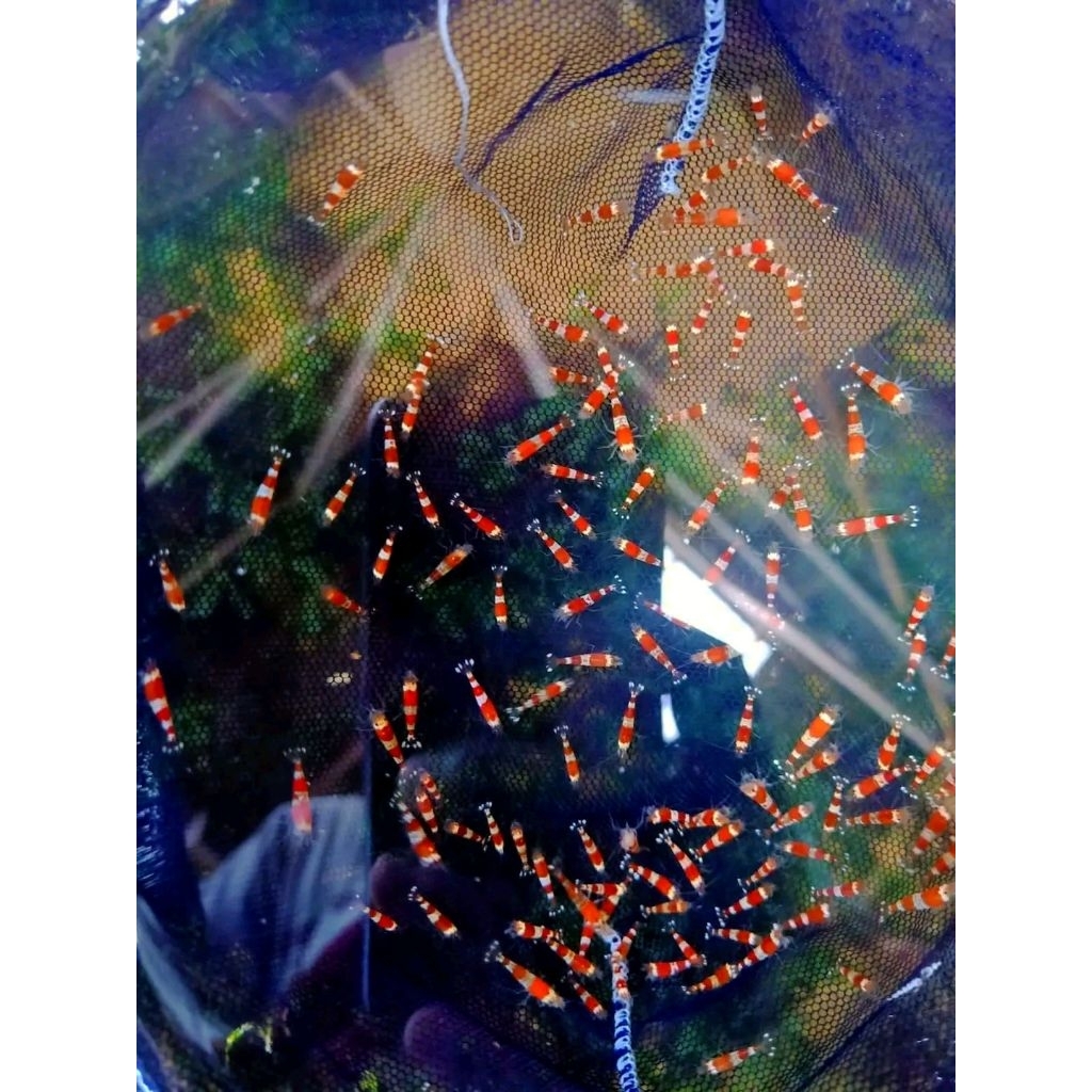 hiasan aquarium udang hias red bee aquascape