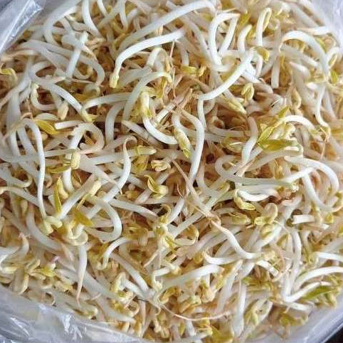 Toge Sayur Segar 250gr | Sayuran ID Padang