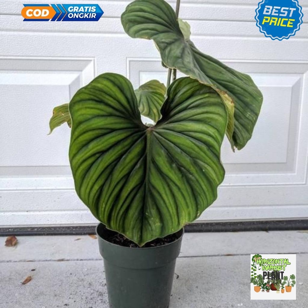 Philodendron plowmani blackface - Tanaman Philodendron plowmani