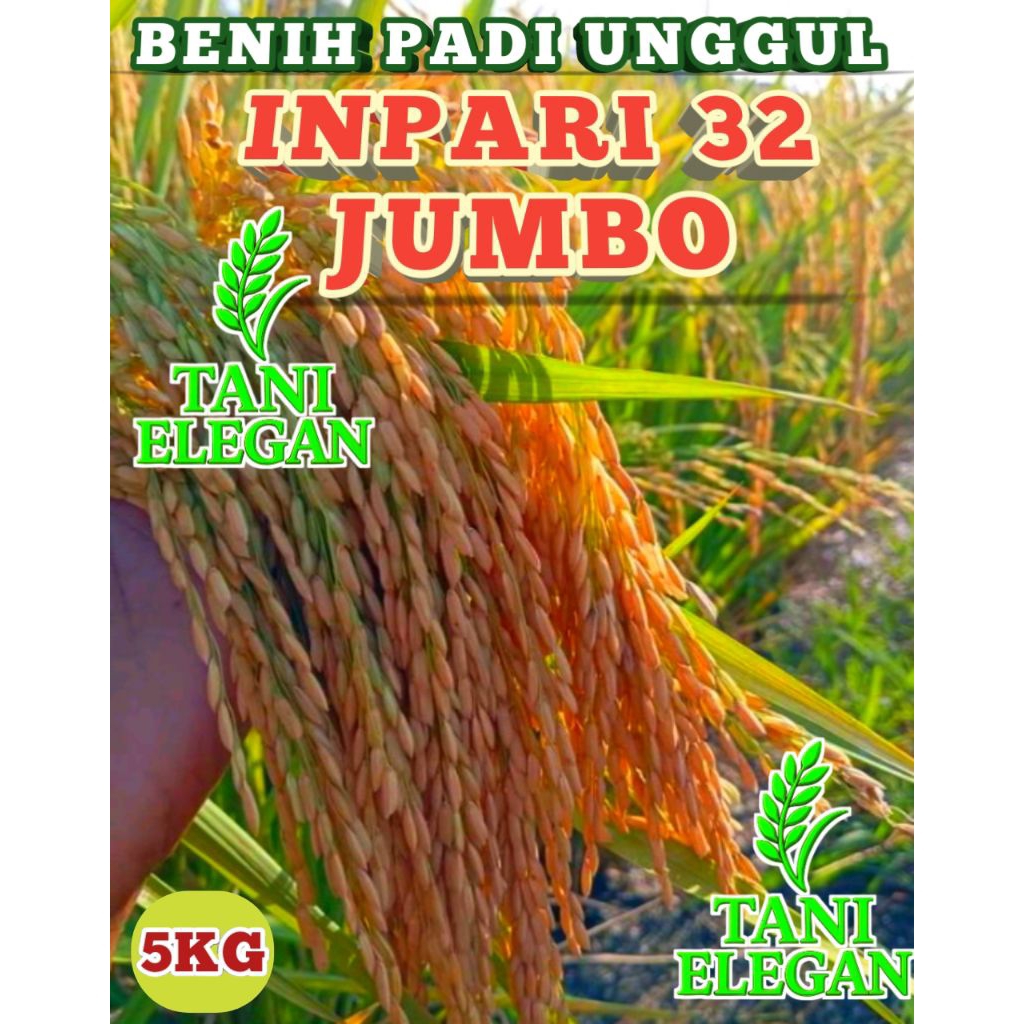 BENIH PADI UNGGUL INPARI 32 JUMBO KEMASAN 5KG