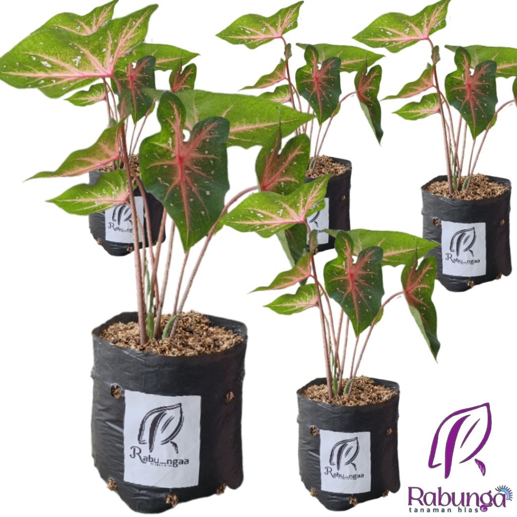 TANAMAN HIAS KELADI-CALADIUM>KELADI-CALADIUM TANAMAN>TANAMAN HIAS HIDUP