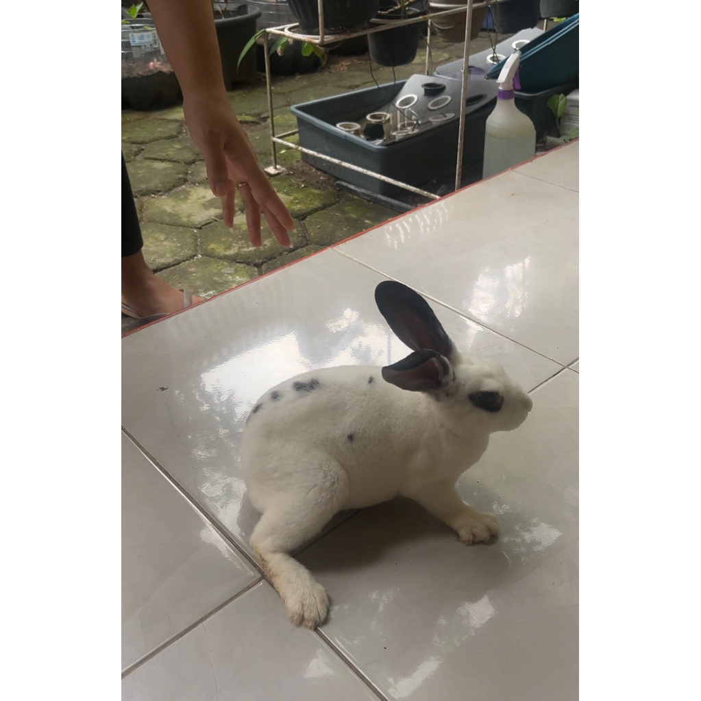 indukan kelinci karpet