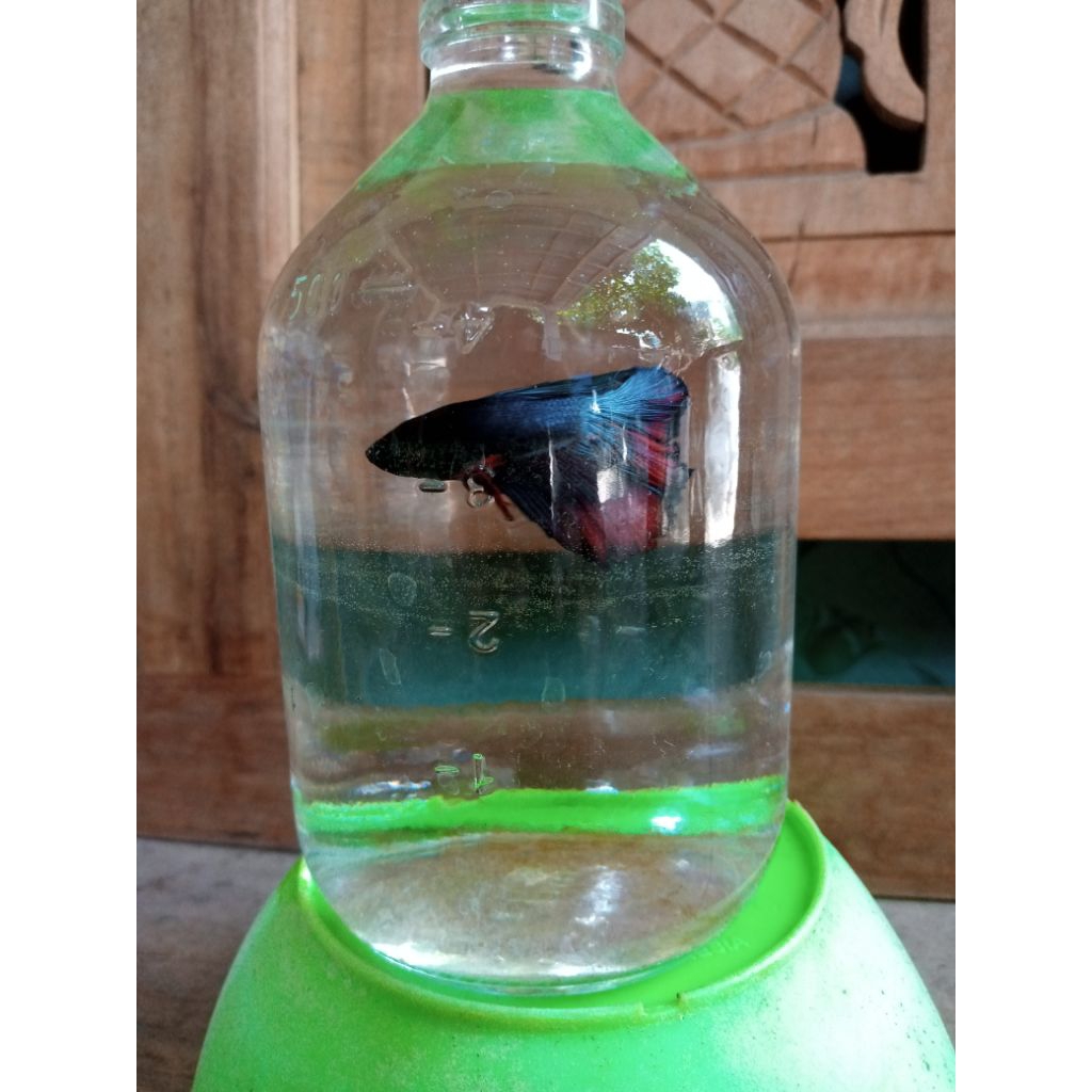botol ikan cupang
