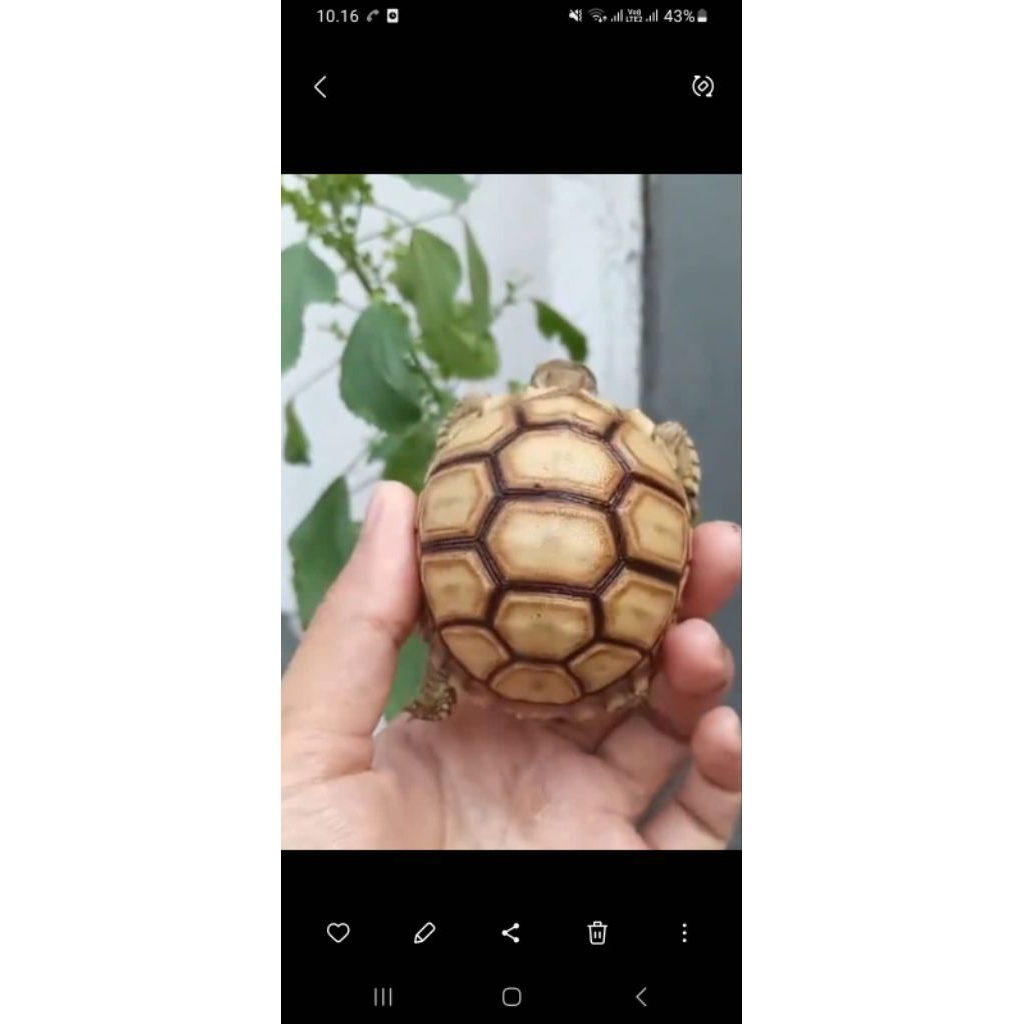 sulcata thinline dome 6cm