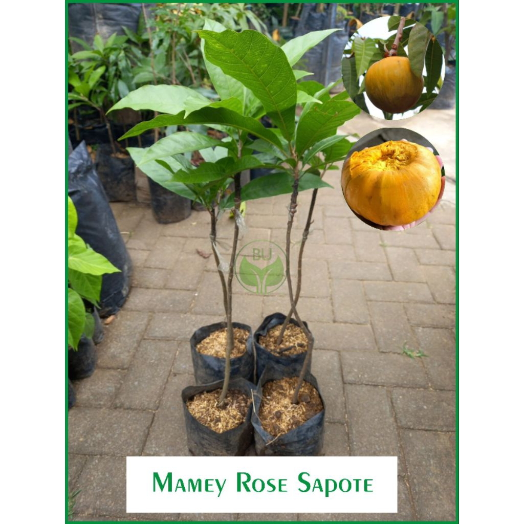BIBIT TANAMAN BUAH MAMEY  ROSE SAPOTE SAMBUNG SUSU
