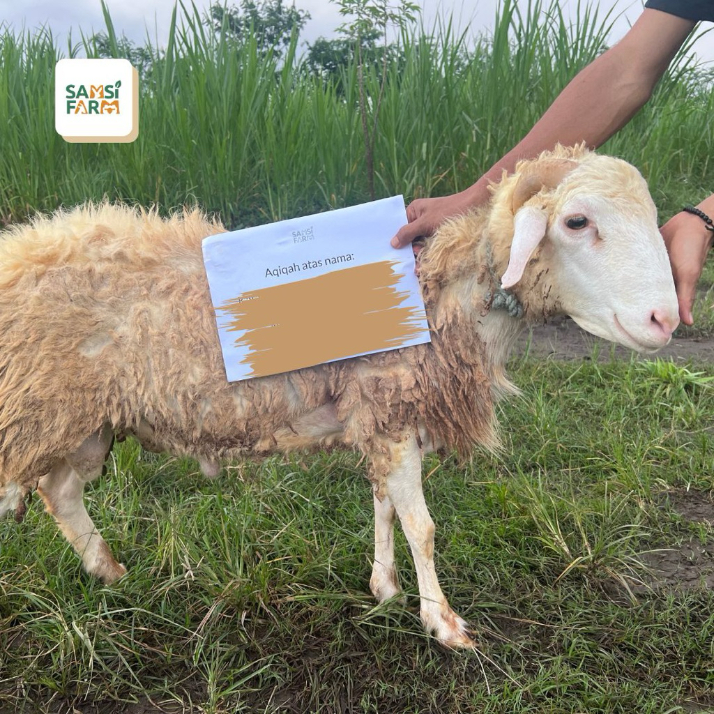 Kambing Domba Aqiqah