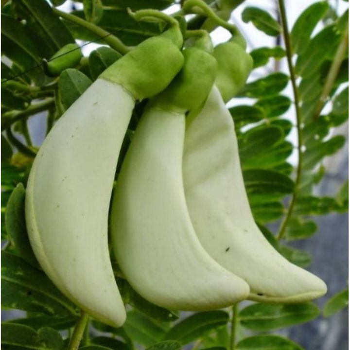 Bibit Tanaman Turi/Kembang Turi - Campuran Pecel - Harga Murah