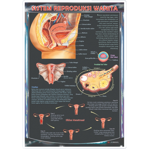 Poster  Sistem Reproduksi Wanita