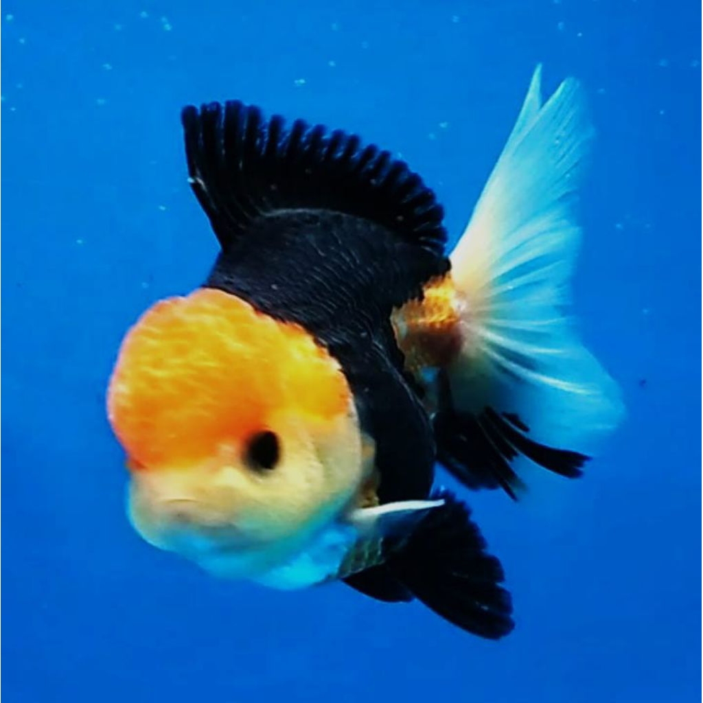 ikan hias maskoki oranda panda 3c