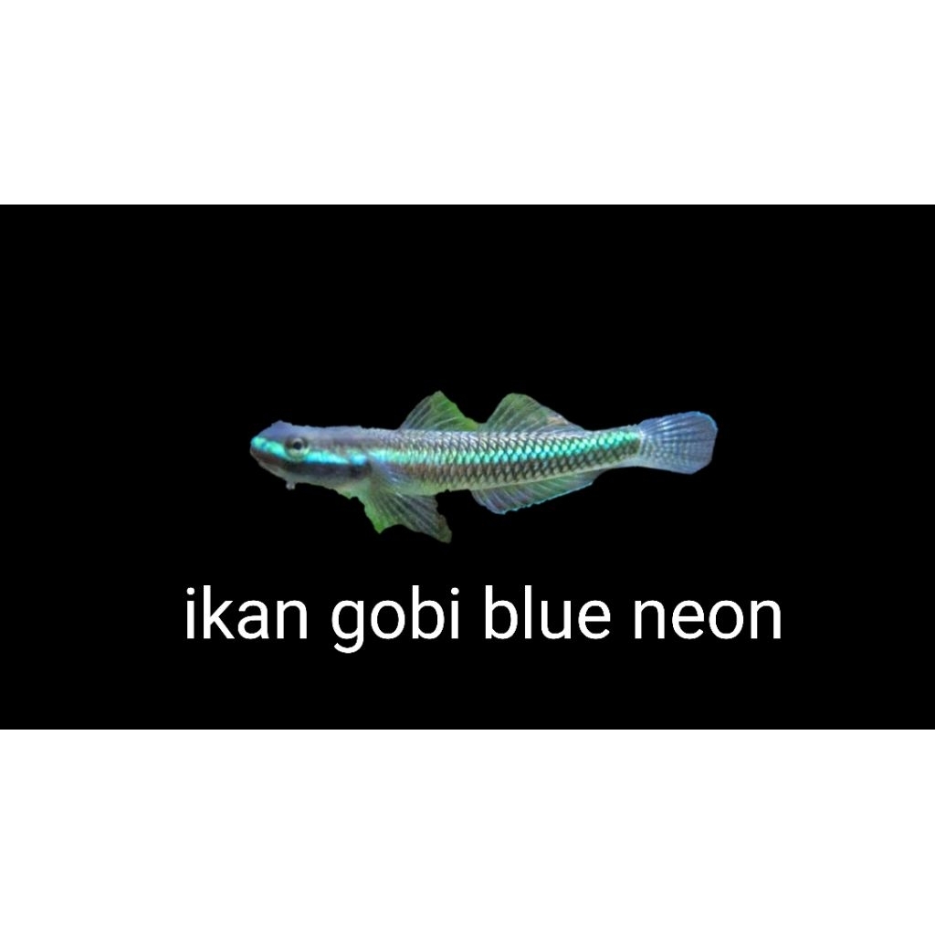 2 pasang ikan gobi blue neon air tawar cocok untuk akuascape
