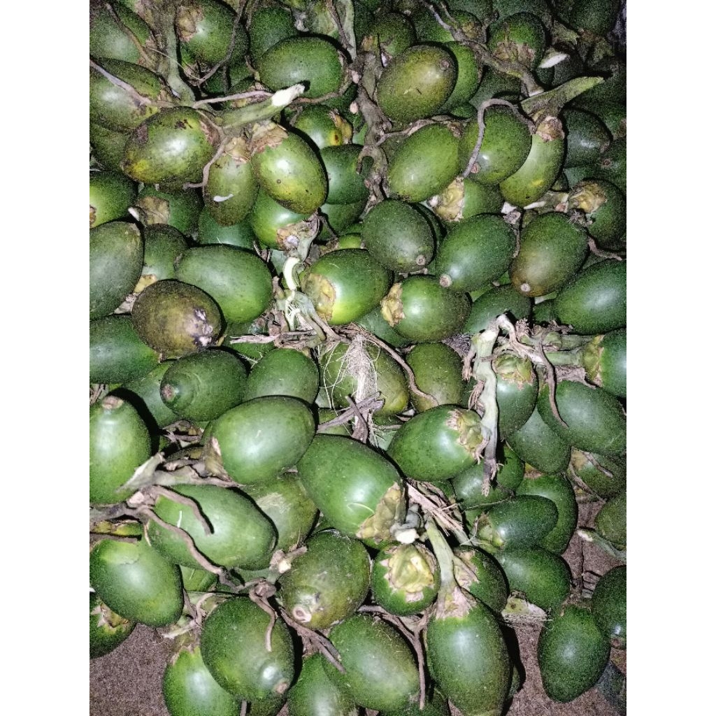 Buah pinang muda STAMINA pria 1 kg
