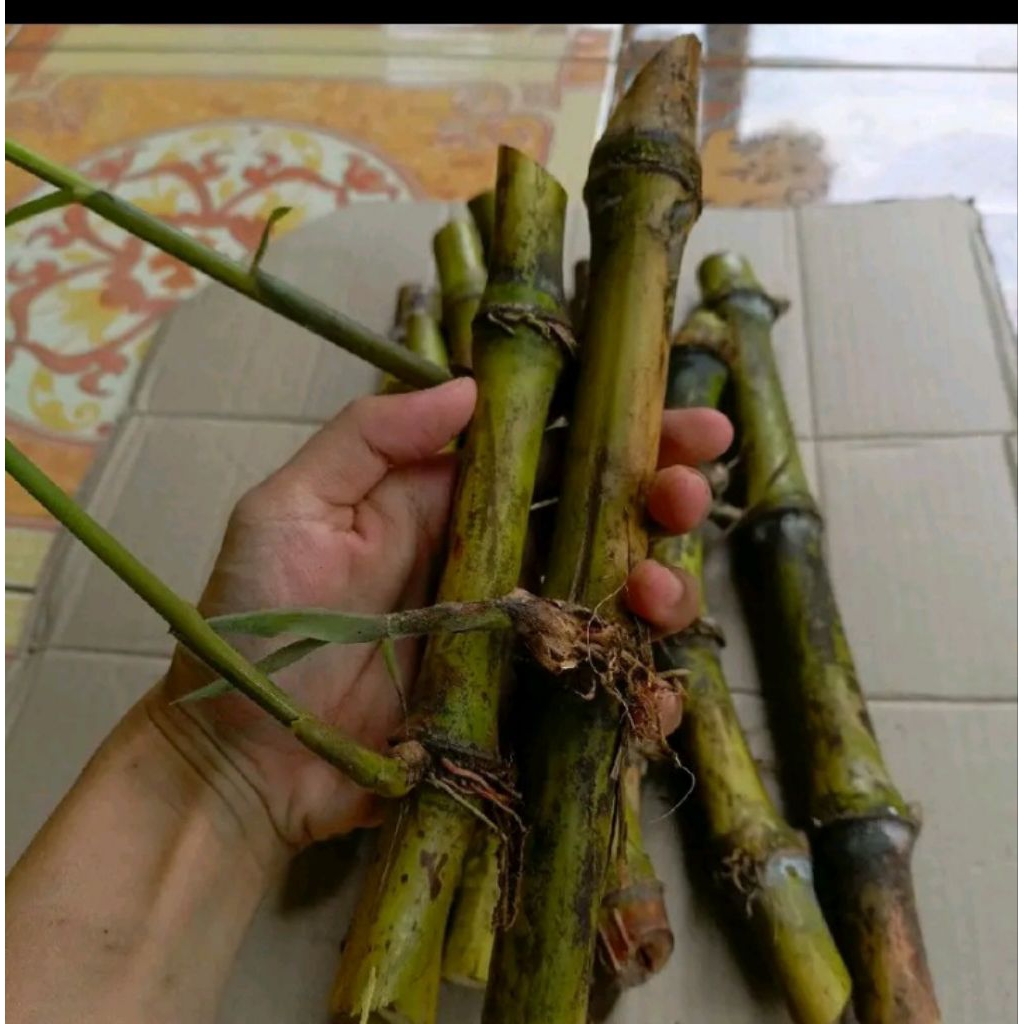 Bibit tebu telor /trubuk stek bibit
