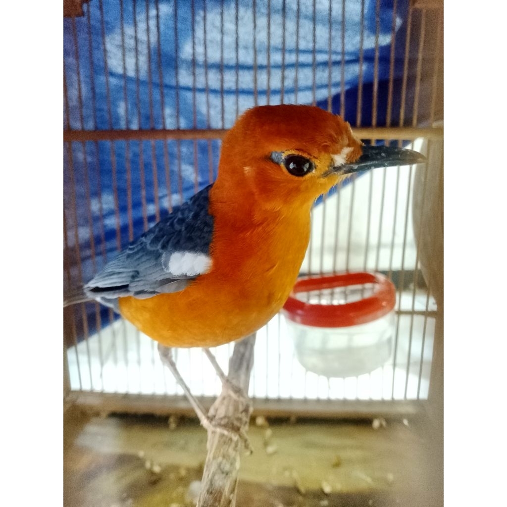 cendet jatim pilis dada putih