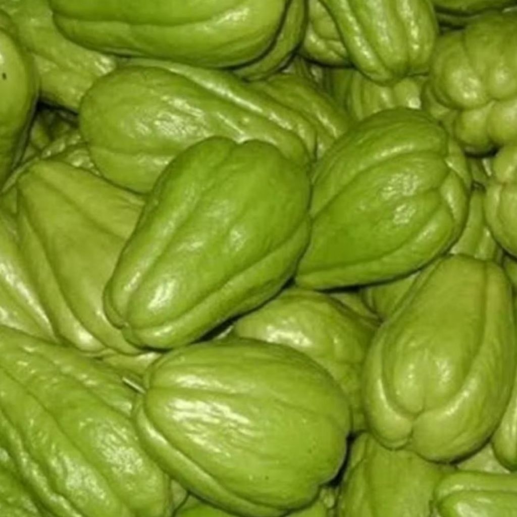 labu siam/bibit labu siam