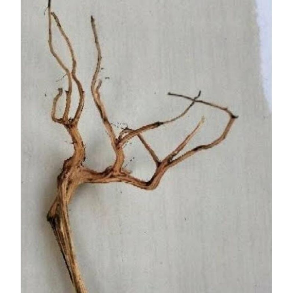 akar Rasamala , hiasan aquarium dan Aquascape