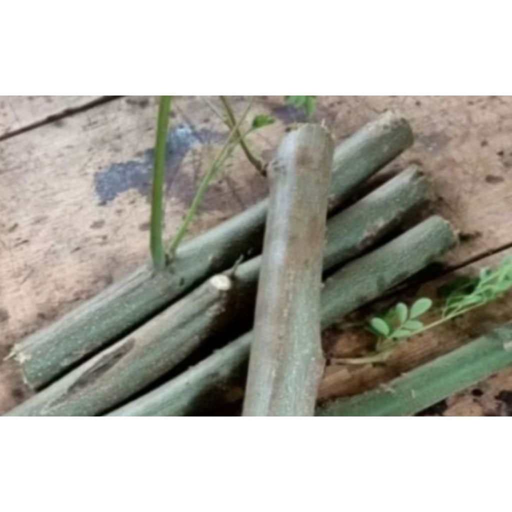 Batang kayu KELOR MERAH 20cm 3batang pohon herbal obat segala macam penyakit moringa