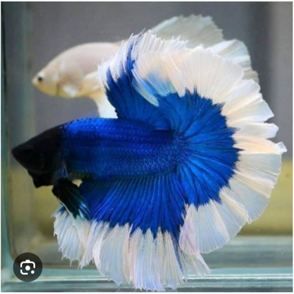 CUPANG HALFMOON ROSTAIL BLUE WHITE