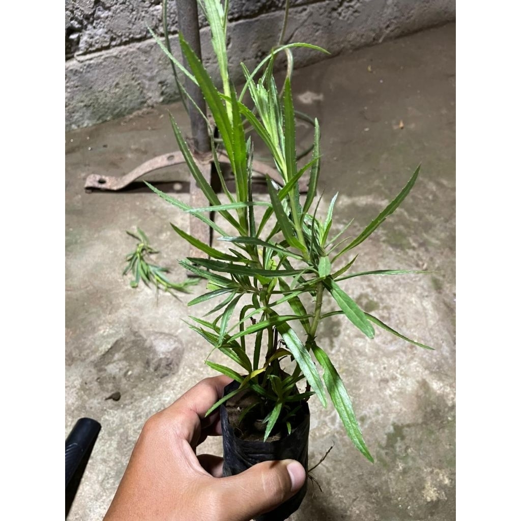 Bibit tanaman Lavender aroma terapi pengusir nyamuk