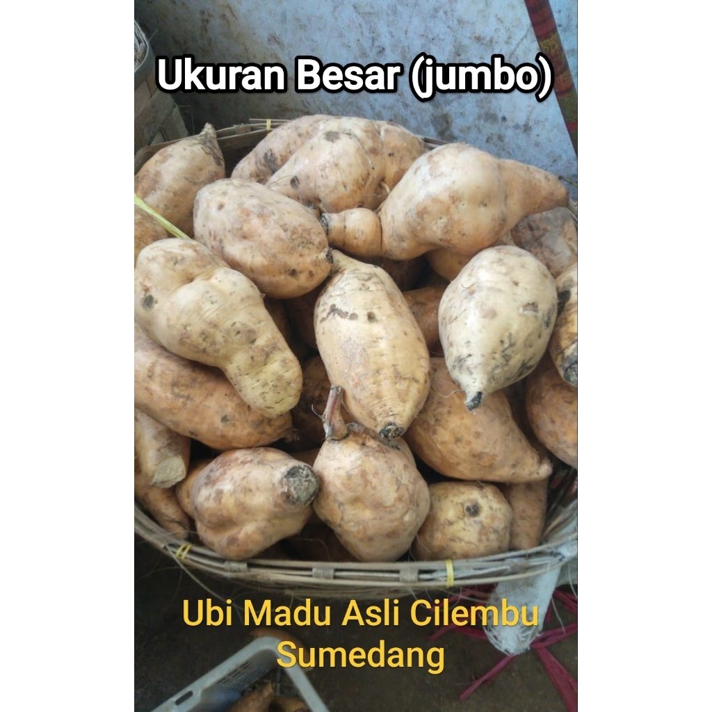 Ubi Madu Asli Cilembu Sumedang (Ukuran Besar)